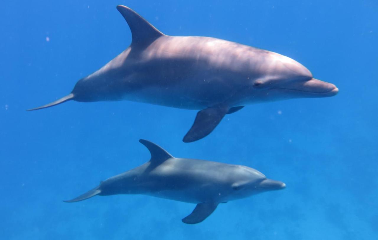 Amarina Abu Soma Resort & Aquapark フルガダ エクステリア 写真
